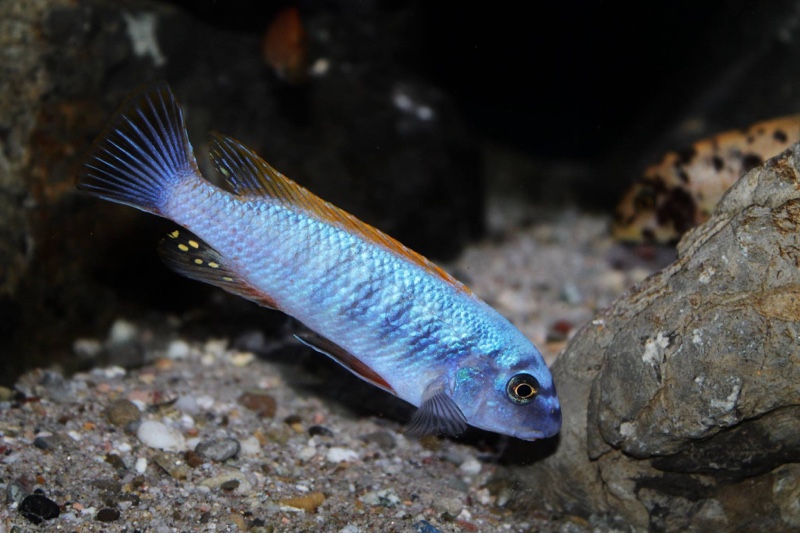 Labeotropheus trewavasae 'Thumbi West Island'